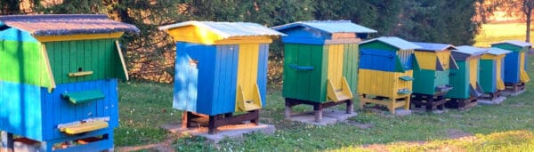 Pyłek pszczeli kwiatowy 500g zbiór Maj 2026 – zdjęcie 3