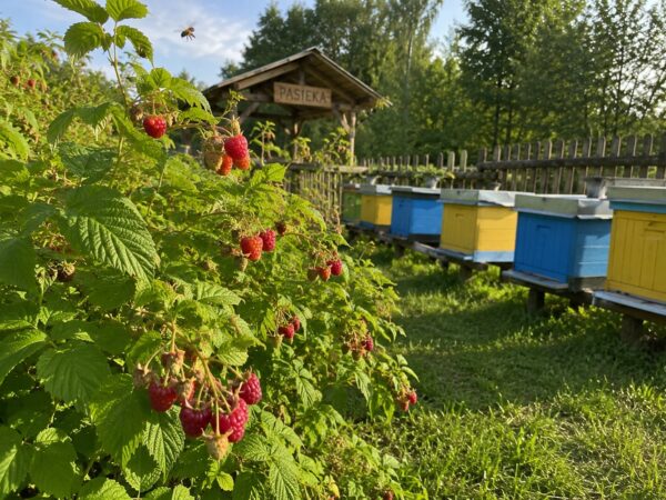 Miód Malinowy z malin polskich 1kg, 1000g świeży zbiór 2026 – zdjęcie 6